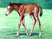 Mares and Foals, Equine Art - Where's Mommy